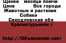 Щенки 4 месяца-помчи › Цена ­ 5 000 - Все города Животные и растения » Собаки   . Свердловская обл.,Краснотурьинск г.